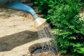 Young thuja tree watered from a watering can, close-up view. Gardening concept Royalty Free Stock Photo