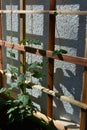 Young Thunbergia in spring. Climbing plant on trellis near the wall Royalty Free Stock Photo