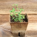 Young thyme seedling in a pot Royalty Free Stock Photo