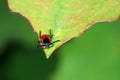 Young tick waiting for host Royalty Free Stock Photo