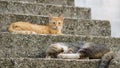 Young tiger brown cat sleeping on the stairs with yellow cat laying in the background.