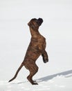 young tiger-colored boxer puppy stands on its hind legs. photo in winter on a snowy background Royalty Free Stock Photo