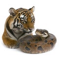 Young Tiger Cub Observing a Sumatran Python Snake Close Up Studio Shot