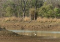 Young Tiger drinking water at Waterhole at Tadoba Tiger reserve Maharashtra,India