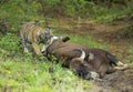 Young Tiger eating Gaur meat at Tadoba Tiger reserve Maharashtra,India