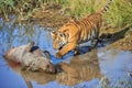 A young tiger going for his meal