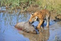 A young tiger going for his meal