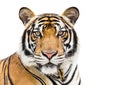 Young tiger isolated on white background Royalty Free Stock Photo