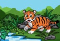 Young tiger in the jungle Royalty Free Stock Photo