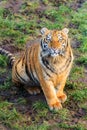 Young tiger looking up