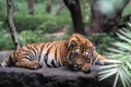 Young tiger resting on a rock posing for the camera with forest in view Royalty Free Stock Photo