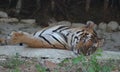 Young tiger resting in van vihar national park, Bhopal