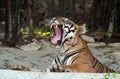 Young Tiger Resting In Van Vihar National Park, Bhopal