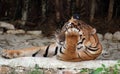 Young tiger resting in van vihar national park, Bhopal