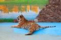 Young tiger rests Royalty Free Stock Photo