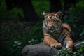 Young tiger sitting on a rock posing for the camera with forest in view Royalty Free Stock Photo