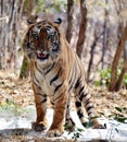 A young tiger in van vihar national park, Bhopal