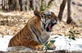 A young tiger in van vihar national park, Bhopal