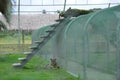 Young tigers rest in a cage tiger farm in Thailand where to hand-feed wild cats