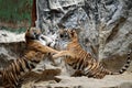 Two bengal tigers play fighting Royalty Free Stock Photo