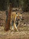 Young tigress, Telia Sisters, Panthera tigris, Tadoba, Maharashtra, India