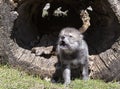 Young timber wolf howling