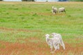 Young tiny fluffy sheep herd on green yard at hill in New Zealand for agriculture