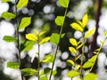 Young tiny green plant leaves shallow depth of field under natural sunlight Royalty Free Stock Photo