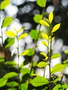 Young tiny green plant leaves shallow depth of field under natural sunlight Royalty Free Stock Photo