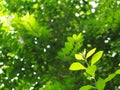 young tiny green plant leaves shallow depth of field under natural sunlight Royalty Free Stock Photo