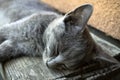 Young tired cat sleeping on bench Royalty Free Stock Photo