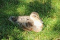 Young duck resting in the grass Royalty Free Stock Photo