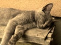 Young tired gray cat sleeping on bench filtered