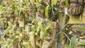 young tissue culture plant in agriculture orchid farm