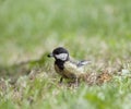 Young Tit (Parus major)