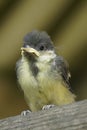 Young titmouse a bit scary