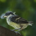 Young titmouse a bit scary