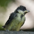 Young titmouse