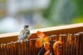 Young titmouse Royalty Free Stock Photo