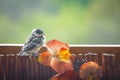 Young titmouse Royalty Free Stock Photo