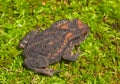 Young toad (Bufo gargarizans) 1 Royalty Free Stock Photo