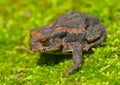 Young toad (Bufo gargarizans) 3 Royalty Free Stock Photo