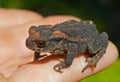 Young toad (Bufo gargarizans) 4 Royalty Free Stock Photo