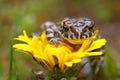Young toad on the flower Royalty Free Stock Photo