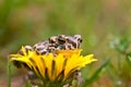Young toad on the flower Royalty Free Stock Photo