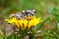 Young toad on the flower Royalty Free Stock Photo