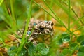Young toad in the grass Royalty Free Stock Photo