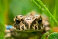 Young toad in the grass Royalty Free Stock Photo