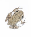 Young toad isolated on white Royalty Free Stock Photo