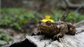 A young toad sits on a fallen birch in a hat of a flower.